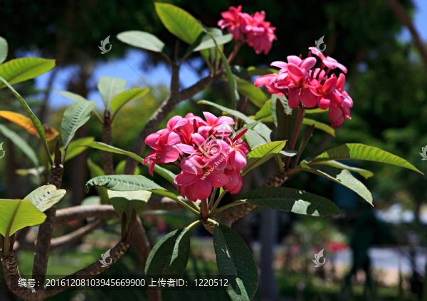 雞蛋花。