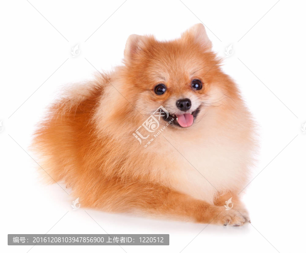 博美犬