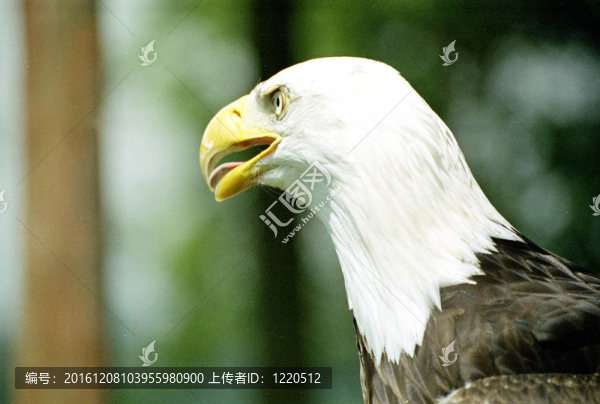 禿頭鷹