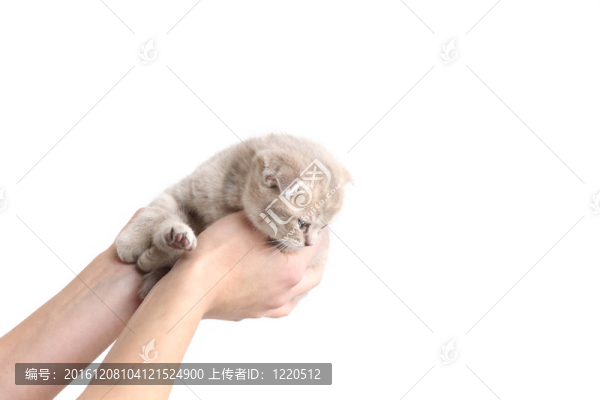 貓在手