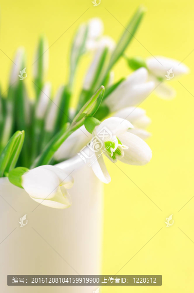 雪花蓮