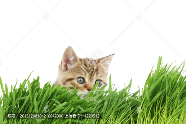 貓在草