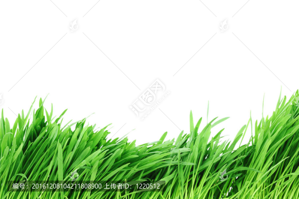 孤立的草