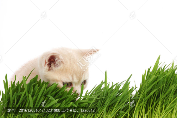 貓在草