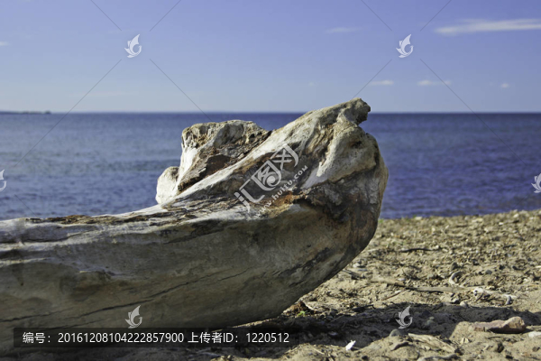海灘上的股票。