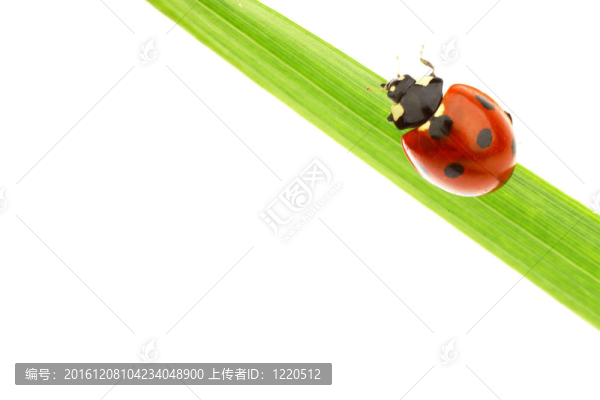 瓢蟲(chóng)在草