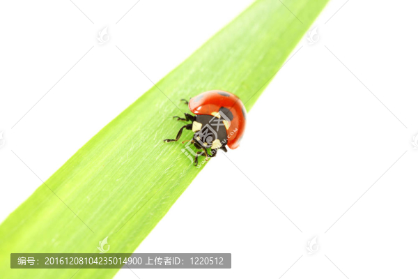 瓢蟲(chóng)在草