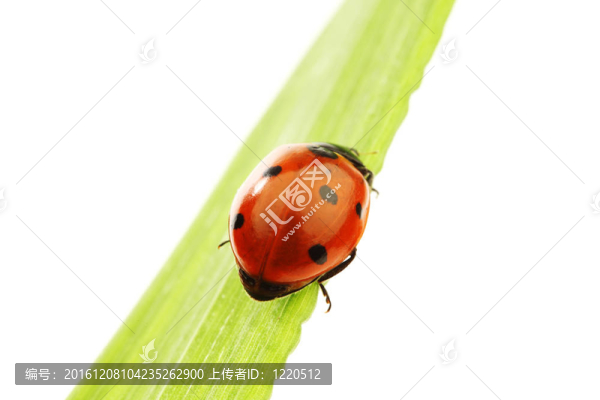 瓢蟲(chóng)在草