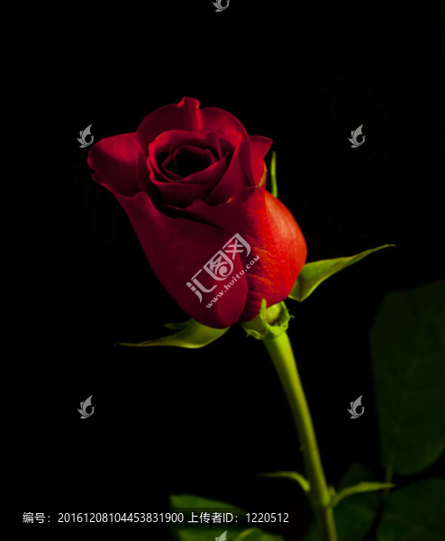 紅玫瑰