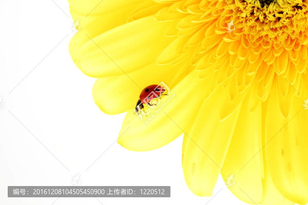 在黃色的花瓢蟲