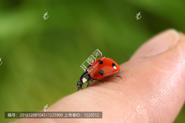 瓢蟲在手指上