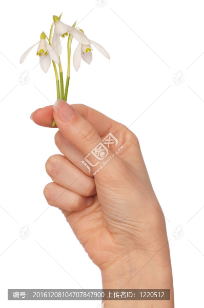 雪花蓮