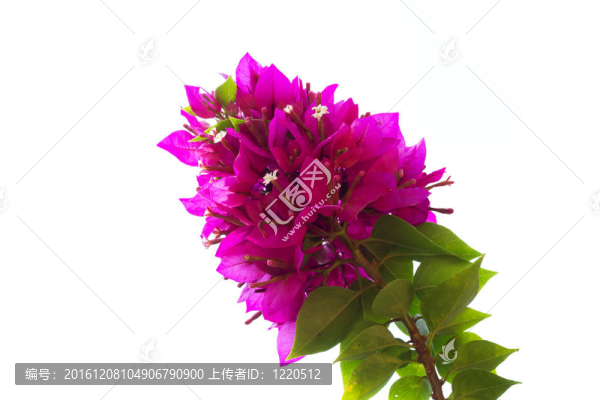 粉紅色的花