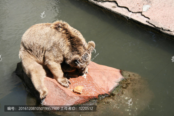 棕熊