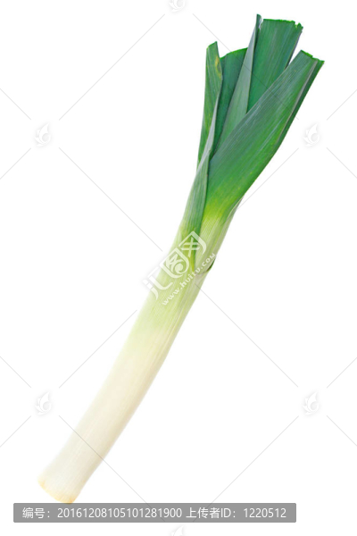 在白色背景的新鮮韭菜