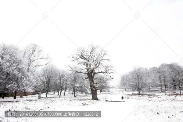 里士滿公園冬季景觀
