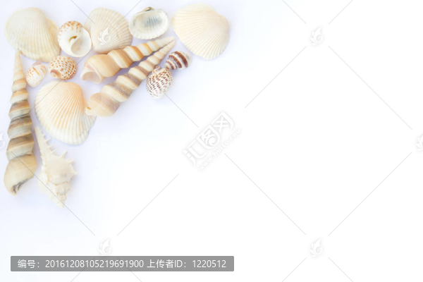 貝殼框架