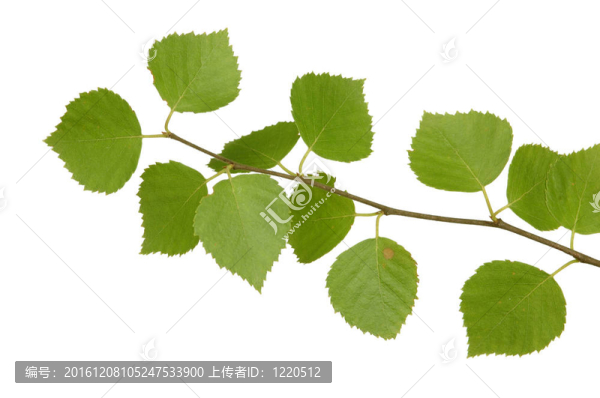 樺樹枝