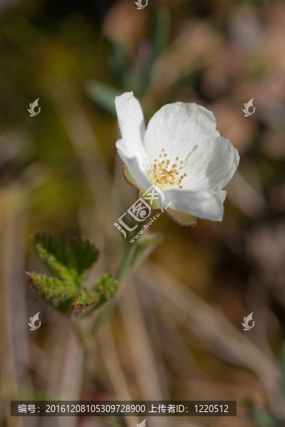 云莓花在沼澤地