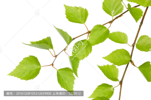 樺樹枝