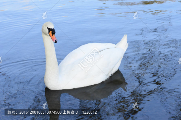 疣鼻天鵝