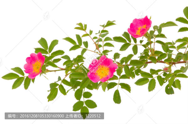犬薔薇綻放