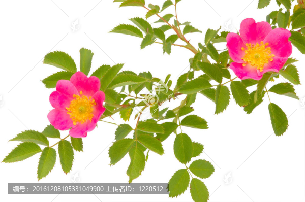 犬薔薇綻放