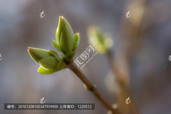 芽枝