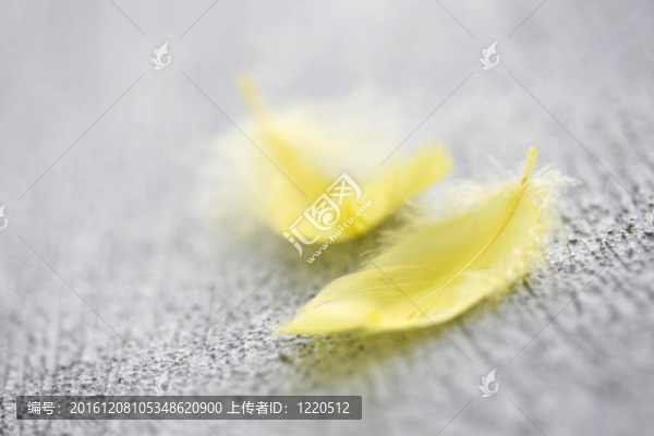 灰石上的兩片黃色羽毛