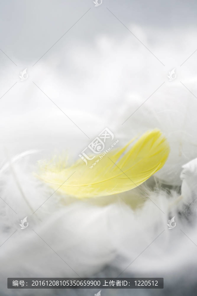 羽毛中的羽毛