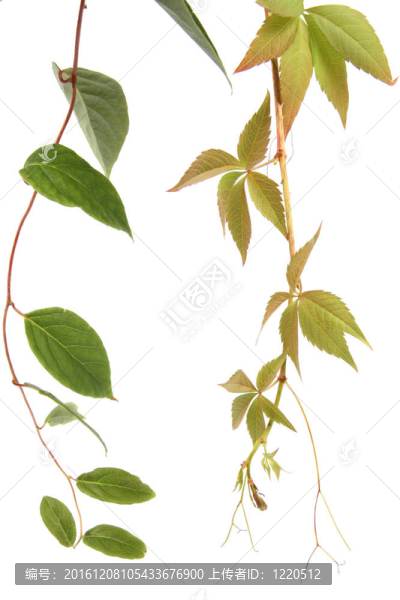 兩種攀緣植物