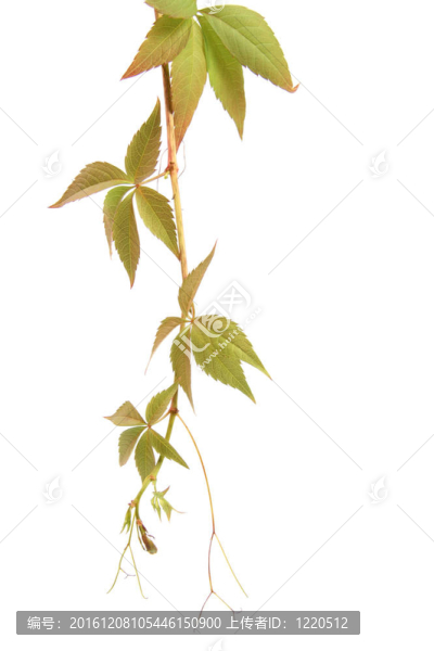 攀緣植物