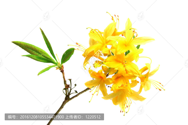 杜鵑花
