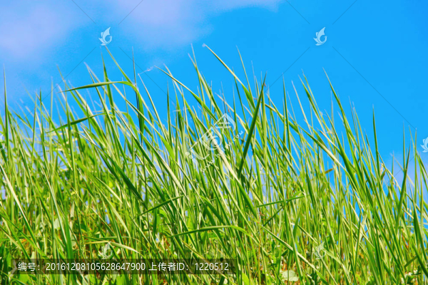 長(zhǎng)長(zhǎng)的青草-匯圖網(wǎng) www.fosd68.com 長(zhǎng)長(zhǎng)的青草