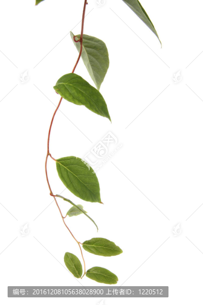 攀緣植物