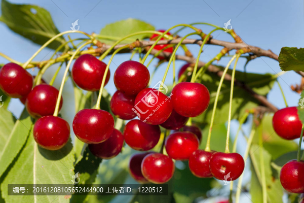 櫻桃