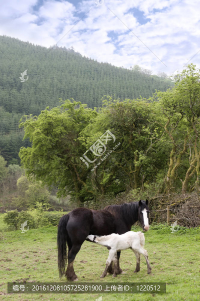 白色的小馬駒從其母親喂養(yǎng)嬰兒