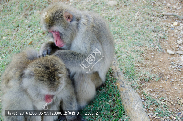 兩個(gè)日本獼猴疏導(dǎo)