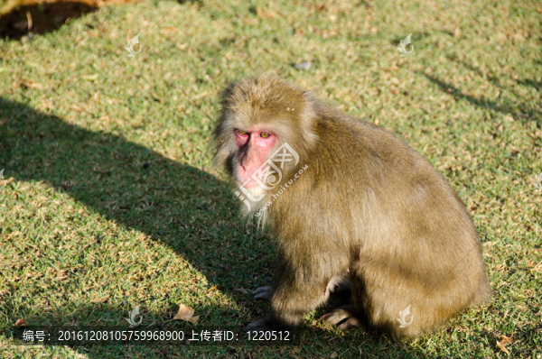 日本獼猴坐在地上