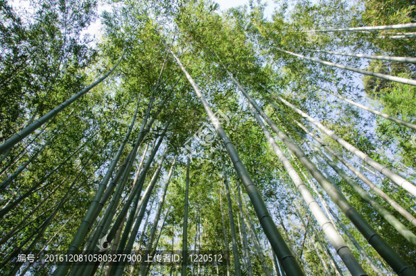 竹林見下