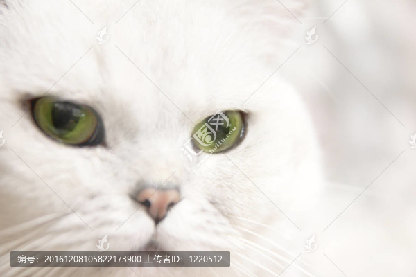 貓
