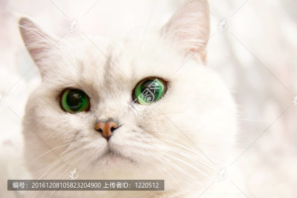 貓