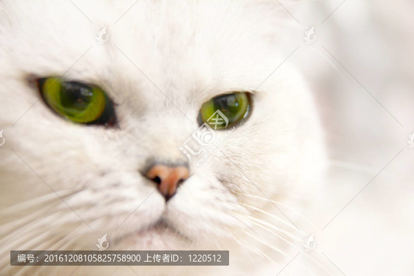 貓