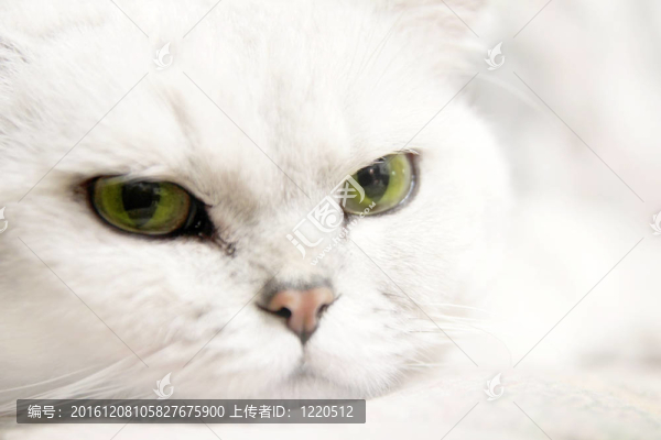 貓