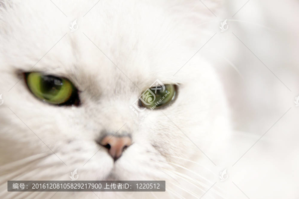 貓