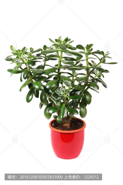 燕子花在紅鍋