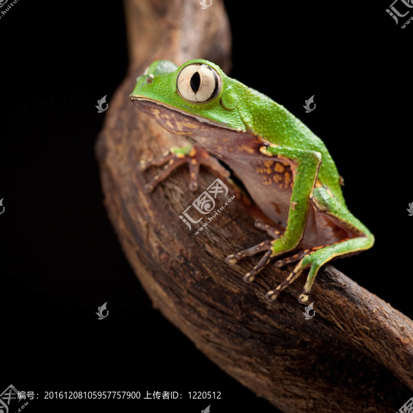 大眼睛樹蛙