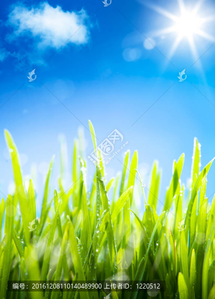 摘要早晨的露珠在春天的草地上；一個自然的SPR