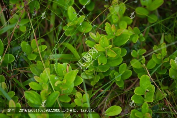 近c(diǎn)owberries