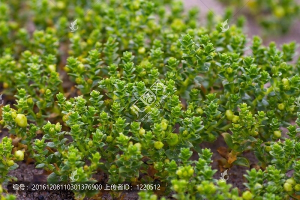 草微距鏡頭